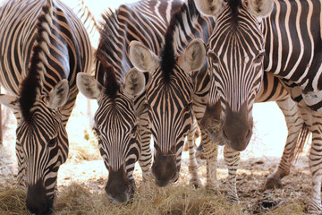 Fototapeta na wymiar Group of zebras eating dried grass under a shade in an open safari zoo