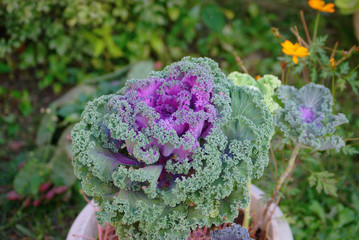 decorative cabbage. brassica oleracea