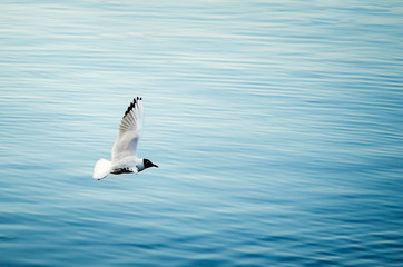 White gull fly over the water on a summer day.