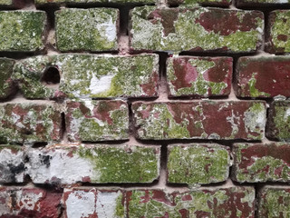 Muro de ladrillo con musgo