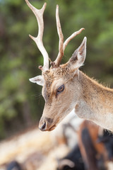 Portrait of a roe on the background of nature