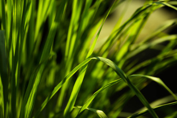  green grass background