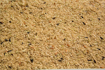 organic rice texture background field.