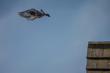 Flying Pigeon