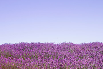 Fototapeta premium Purple and blue landscape in lavender field
