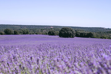 Fototapeta na wymiar Purple landscape in La Alcarria lavender fields, Spain