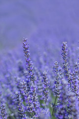 Lavender blue flowers detail
