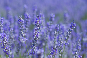 Lavender blue flowers close up
