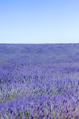 Fototapeta na wymiar Blue and purple landscape in laveder fields