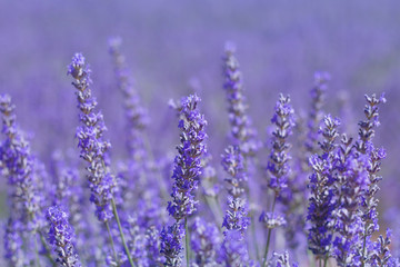 Detail of purple lavender flowers
