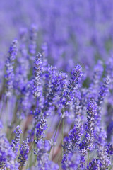 Detail of purple lavender flowers