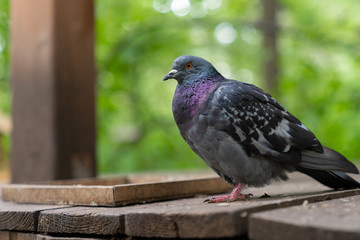 pigeon bird sitting on wooden table for feeding birds