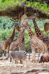 Naklejka premium Giraffe Family Herd - in nature, on the background of savanna