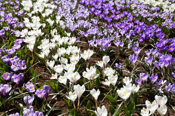 Beautiful flower garden from different types of crocuses: white, striped and purple. Floral spring background