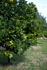 Fototapeta na wymiar Ripe citrus fruits on blooming tree, Spain
