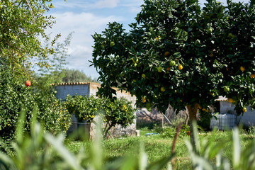 Fototapete bei efototapeten.de bestellen   