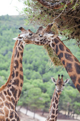 Obraz premium Giraffe Family Herd - in nature, on the background of savanna