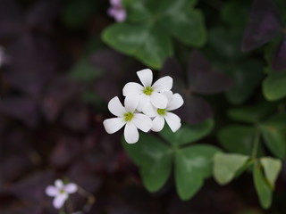 Obraz na płótnie Canvas White flowers of oxalis