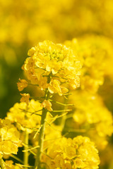 菜の花