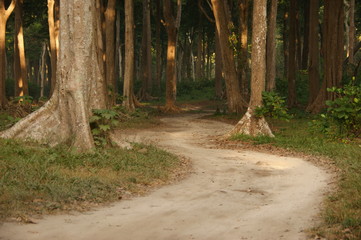 road in the old forest. sun rays visible through the trees