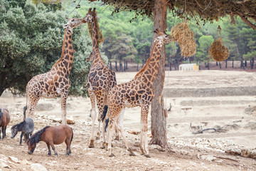Giraffe Family Herd - in nature, on the background of savanna