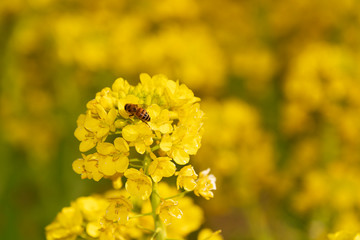 菜の花