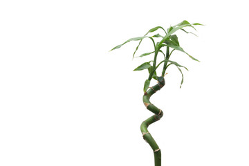 bamboo stem and foliage on white isolated background