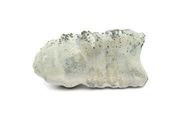 fossil of a spong. chalk rock with Pyrite crystals