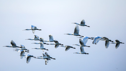 Avocet on the wing