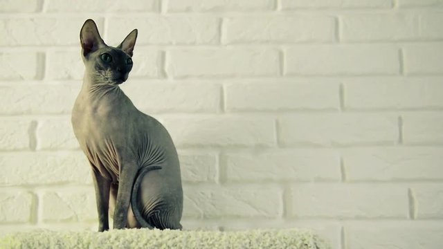 domestic sphinx cat sitting on soft platform at brick wall background
