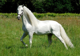  image of a spanish thoroughbred horse