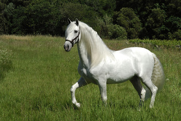  image of a spanish thoroughbred horse
