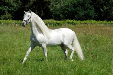 Obraz na płótnie Canvas image of a spanish thoroughbred horse