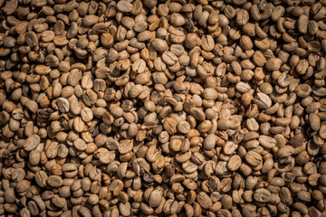 Many raw coffee beans are waiting to be cooked.