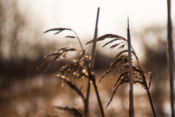 Fototapeta premium Grass with blurry background
