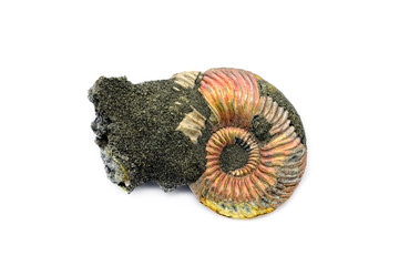 fossil of Ammonite. nautilus snail on white isolated background