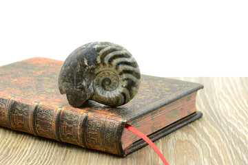 fossil of Ammonite. nautilus snail on white isolated background