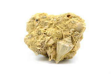 fossil of a Athleta spinosa snail on lime stone on white isolated background © lcrms