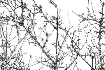 Branches in springtime
