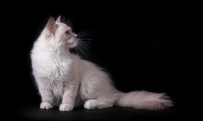 A white cat with blue eyes sits on a black background. Ragdoll
