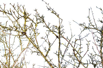 Fototapeta na wymiar Branches in springtime