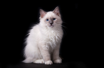 A white cat with blue eyes sits on a black background. Ragdoll