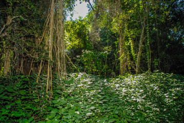 Jungle, near Santa Lucia estuary,South Africa