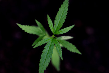 Fototapeta na wymiar Backgrounds of Cannabis trees are growing on the ground, Used to study the treatment of diseases.