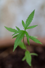Backgrounds of Cannabis trees are growing on the ground, Used to study the treatment of diseases.