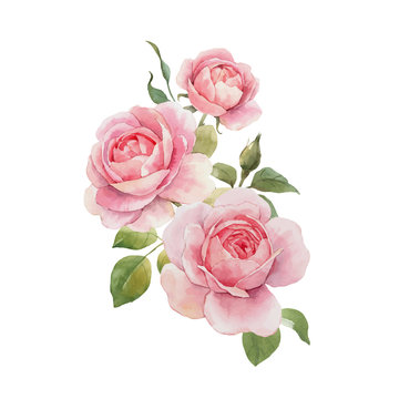Watercolor rose vector omposition