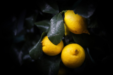 Fresh lemons on dark background. Ripe lemon on bushes with green leaves. Fresh ripe lepon concept.