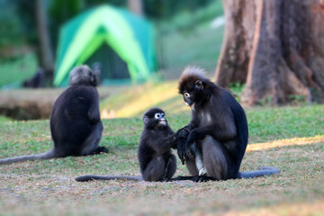 Fototapeta premium Wild animal so cute on the campsite,Dusky langur or leaf monkey playing