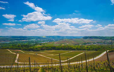 Fototapeta na wymiar Fields of vineyards in Luxembourg on a Sunny day