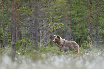 brown bear in forest landscape